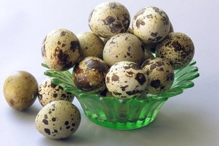 small quail's eggs image by Maria Brzostowska from Fotolia.com Quail are prized for their eggs, a delicacy worldwide.