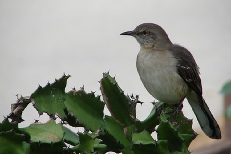 Mockingbirds & Aggressive Behavior Gone Outdoors Your Adventure Awaits