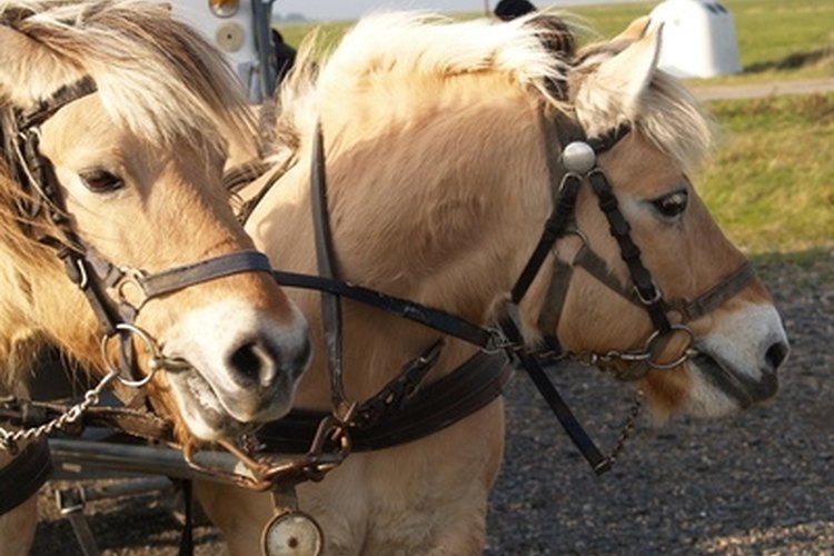 haflinger vor kutsche image by Jürgen Bock from Fotolia.com Braided tack provides a durable material for ranchers and farmers.
