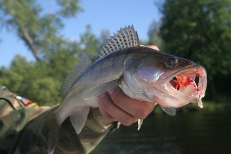 walleye image by Elena Vdovina from Fotolia.com Walleye get their name from their eyes.