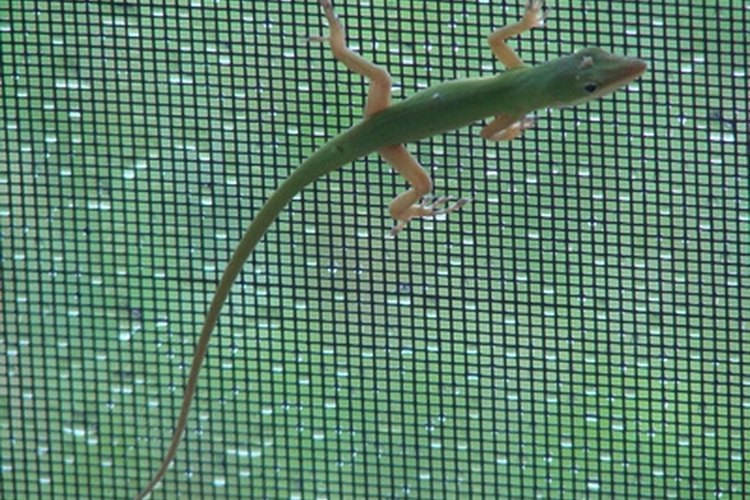 lizard on screen image by Pix by Marti from Fotolia.com Keep unwanted guests out of your food with a screen house.