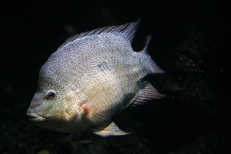 white tilapia image by Lucid_Exposure from Fotolia.com A tilapia is a delicious freshwater fish.
