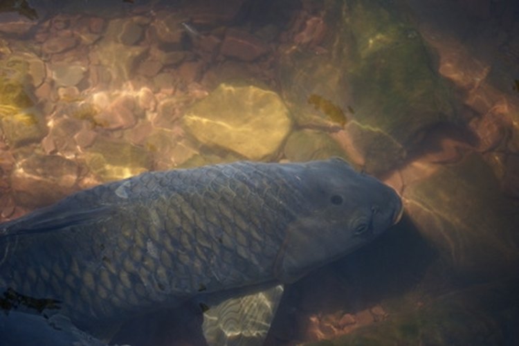 carp on Steroids image by Christine from Fotolia.com Carp are often mistaken for sucker fish.