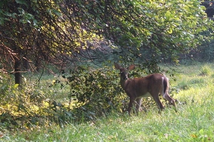 deer image by Carol Wingert from Fotolia.com Hunting deer from a tree stand is subject to regulations that vary by state.