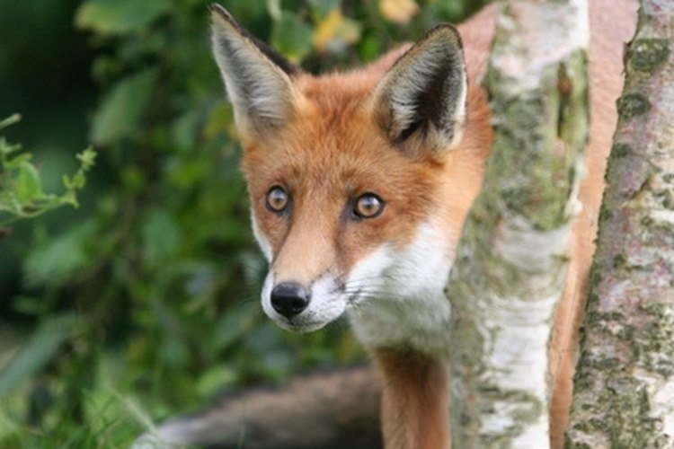 Red Fox image by Steve Mutch from Fotolia.com Fox can be hunted from November through February in West Virginia.