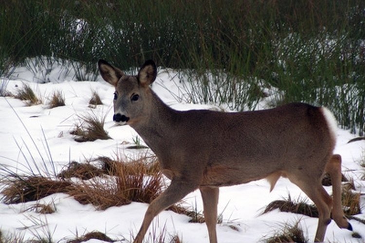 young deer image by Witold Krasowski from Fotolia.com Distance is an important factor for hunters when they are stalking big game.