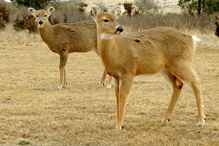 deer image by Cathy Kovarik from Fotolia.com Proper skin salting is the first step toward a beautifully tanned deer hide.