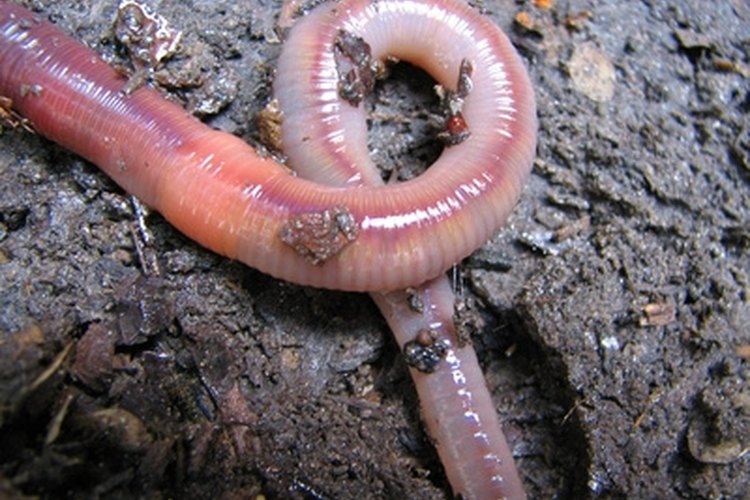 worm image by Ksenija Djurica from Fotolia.com Red worms make good bait for bluegill or crappie, which are fish that are relatively easy to catch for beginners.