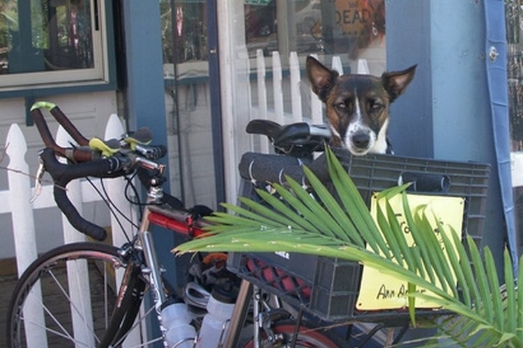 buster in the bike basket image by alice rawson from Fotolia.com Install a rear basket on your bike for versatility.