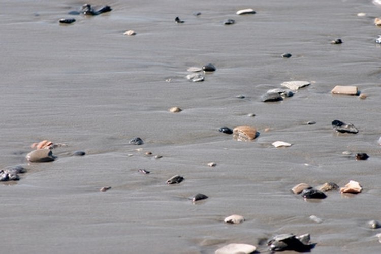low tide image by Dwight Davis from Fotolia.com Clam rakes are easiest to use when the tide is out.