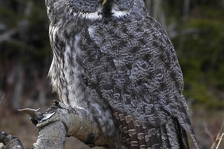 Great Grey Owl image by Kelly Munday from Fotolia.com A bal-chatri trap works well for trapping owls.
