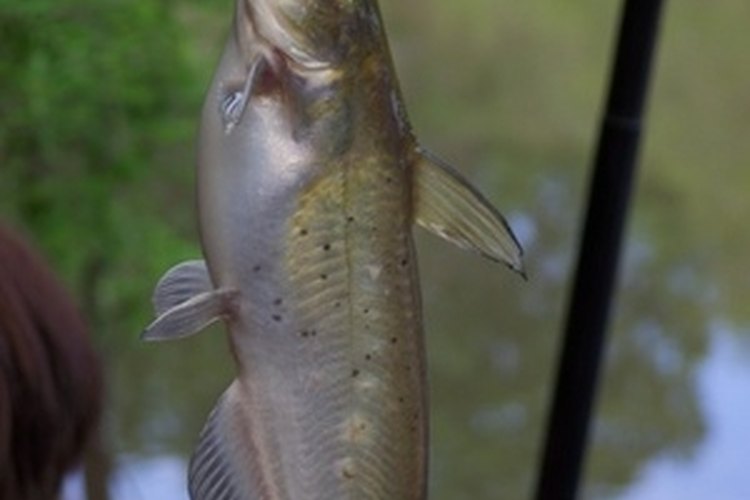 catfish image by tomcat2170 from Fotolia.com Catfish are fun and easy to catch in ponds.