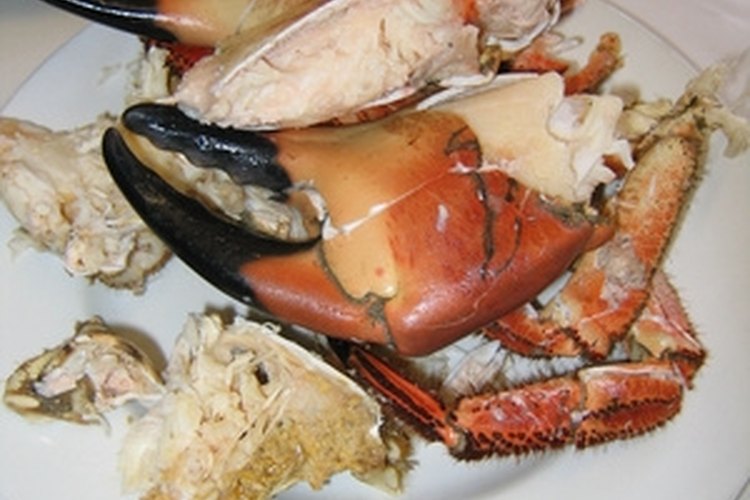 large cooked crab claws image by green308 from Fotolia.com Stone crab claws are a delicacy, but harvesting them can take some practice.