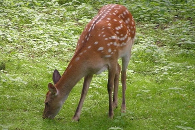 deer image by Anton Chernenko from Fotolia.com The skin of a deer can be softened into an excellent clothing material.
