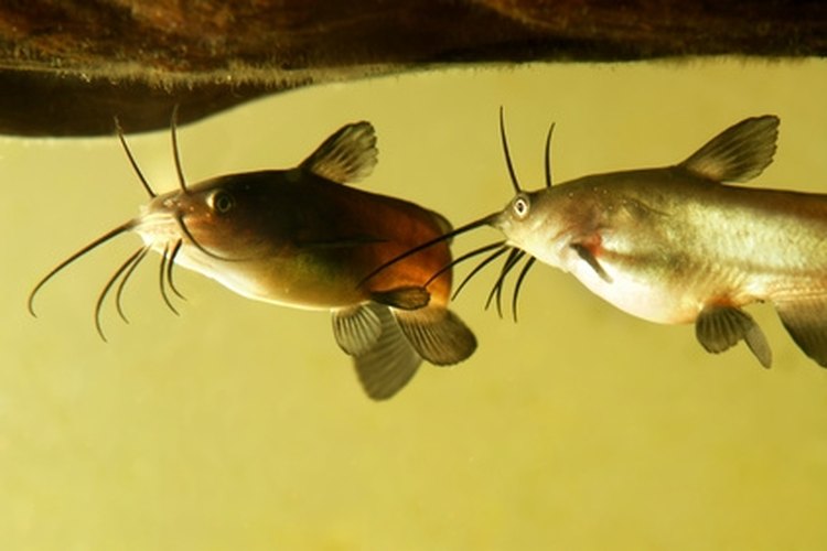 catfish minow image by sasha from Fotolia.com Catfish are naturally attracted to caves and holes where they rest.