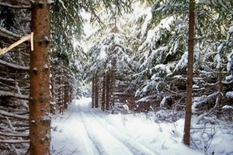 snowmobile trail -3 image by Rog999 from Fotolia.com Forrested snowmobile trail
