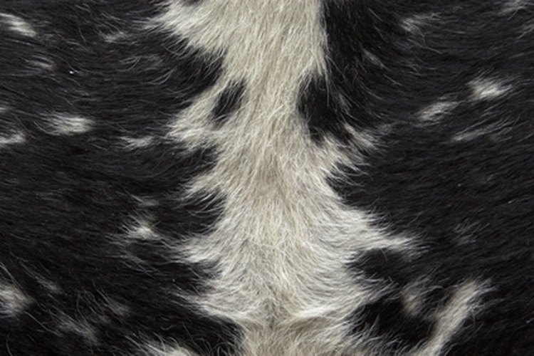 animal-hide image by sumos from Fotolia.com Animal hides can be tanned with the hair on to preserve a rustic look.