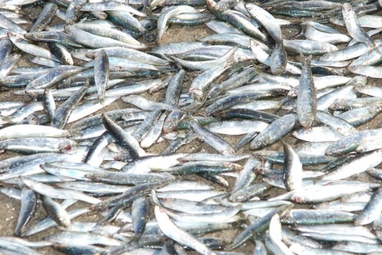 Fische image by Bockholm from Fotolia.com Sardines make good bait for larger saltwater fish.