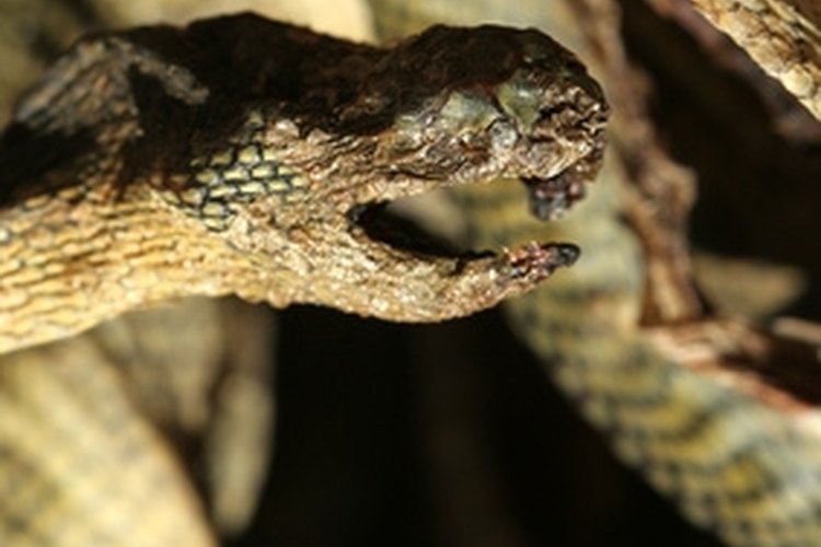 snake image by jeancliclac from Fotolia.com Snake gaiters protect the lower legs from snake bites.