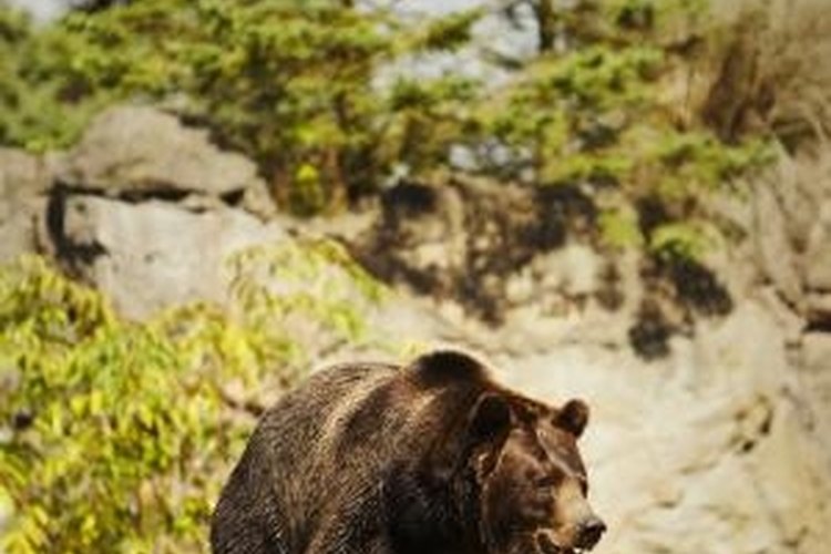 Thomas Northcut/Lifesize/Getty Images Homemade bear repellent spray can help prevent encounters with bears.