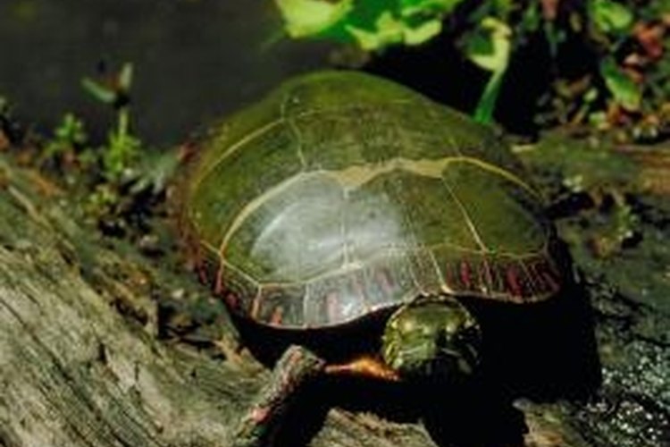 Jupiterimages/Photos.com/Getty Images Turtles can often be found sunning on logs and rocks.