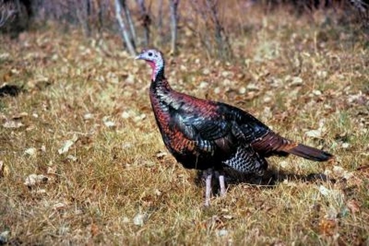 Roosting Habits of Wild Turkeys | Gone Outdoors | Your Adventure Awaits