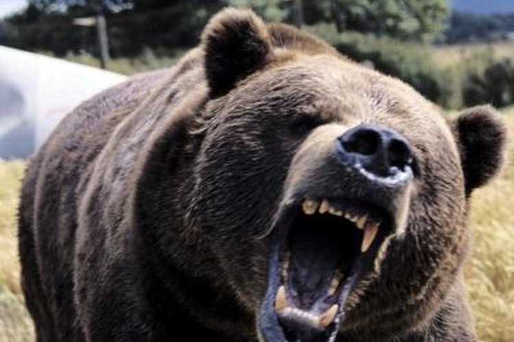 Ablestock.com/AbleStock.com/Getty Images Grizzly Bears can be ferocious.