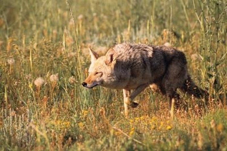 Comstock/Comstock/Getty Images Spot lights hep coyote hunters see the animal at night.