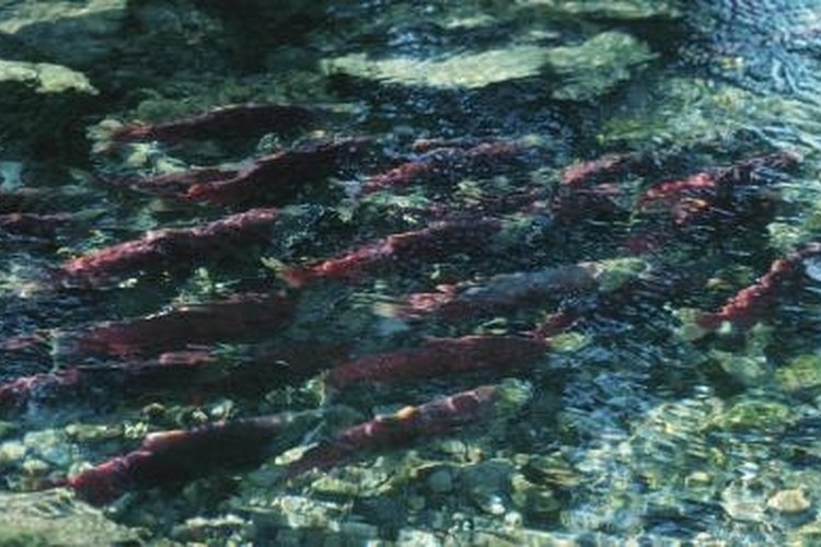 Hemera Technologies/Photos.com/Getty Images Snagging is most effective when large numbers of salmon are present.