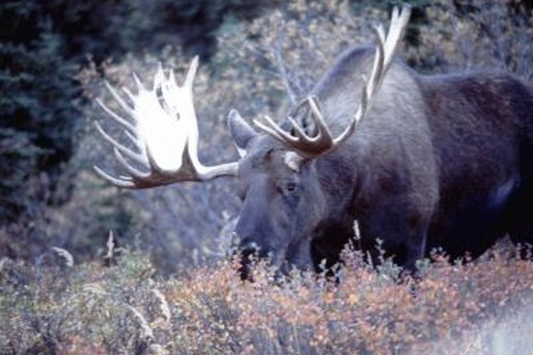 Jupiterimages/Photos.com/Getty Images Moose meat can be smoked for rich flavor.