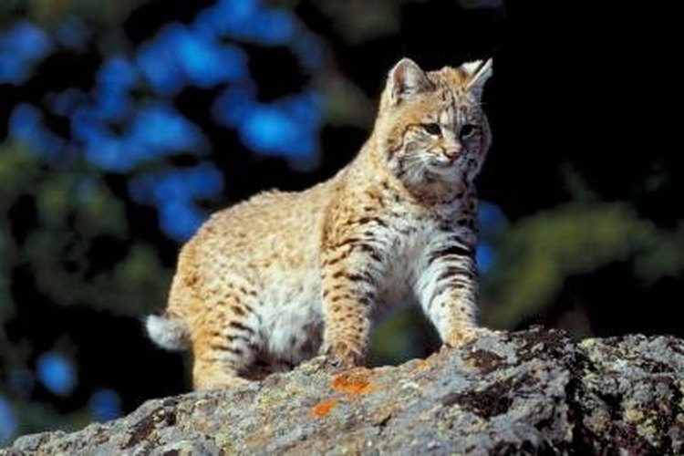 Jupiterimages/Photos.com/Getty Images The bobcat is a superior hunter.