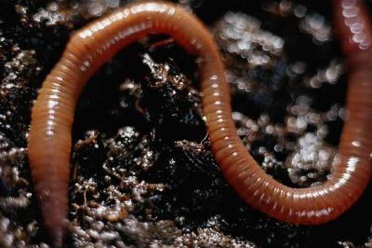Ryan McVay/Photodisc/Getty Images Imitate the digging vibration of a mole to bring earthworms to the surface.