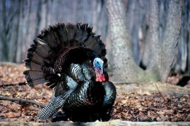 Jupiterimages/Photos.com/Getty Images Hunters listen for gobbles to locate male turkeys.