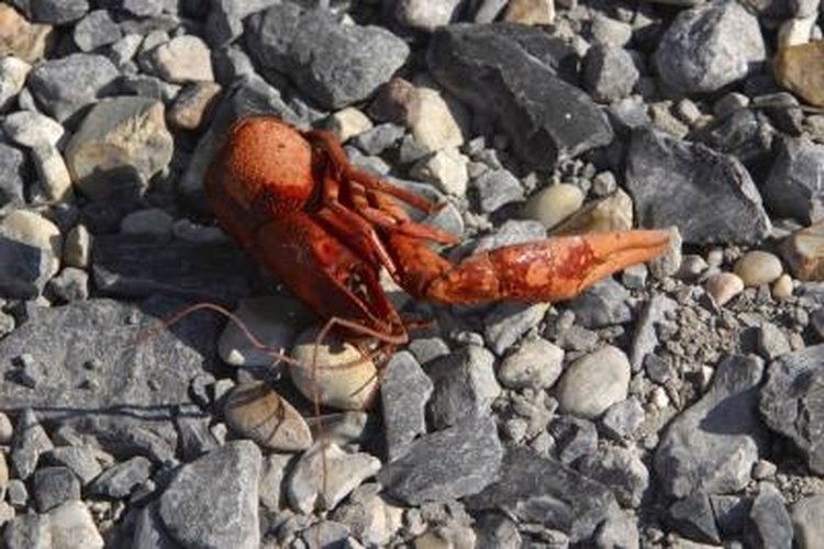 Hemera Technologies/AbleStock.com/Getty Images Crawfish dig astonishingly deep holes for their size and spend most of their lives underground in their burrows.