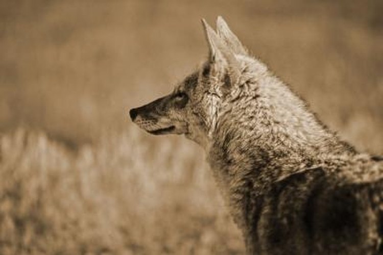 How to Catch a Coyote in a Conibear | Gone Outdoors | Your Adventure Awaits