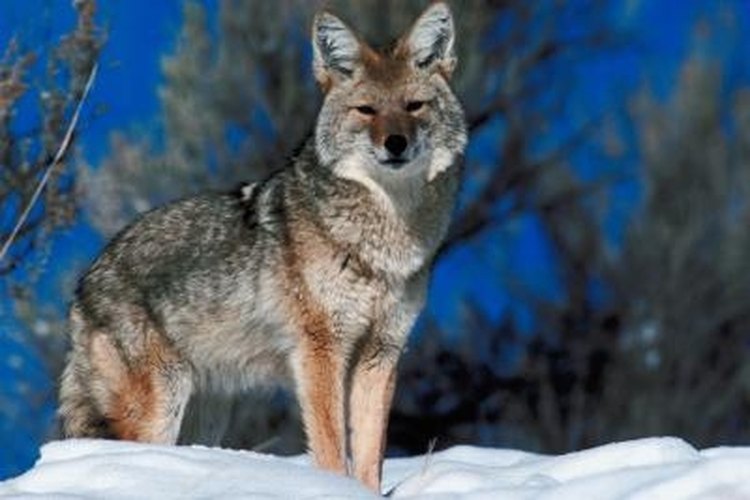 Jupiterimages/Photos.com/Getty Images With effort a coyote hide makes an attractive rug.