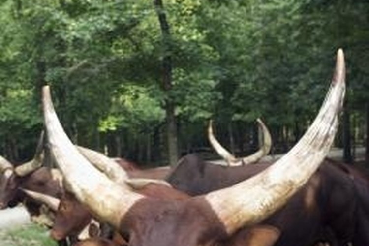Thinkstock/Comstock/Getty Images Longhorns are a type of steer.
