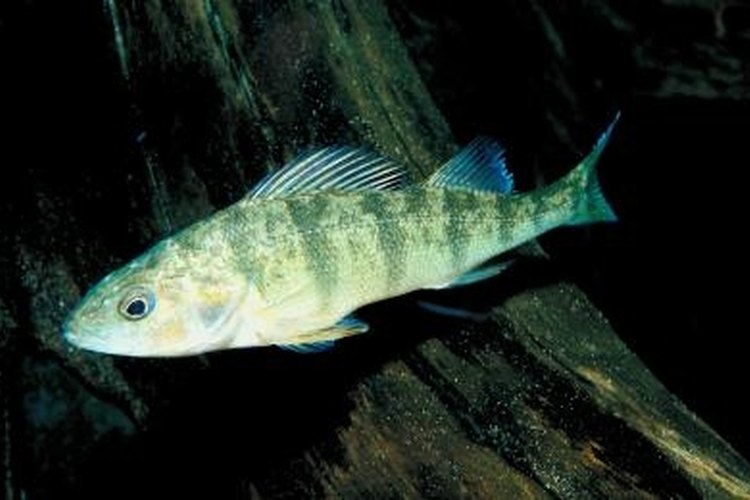 Jupiterimages/Photos.com/Getty Images A yellow perch will eat minnows.