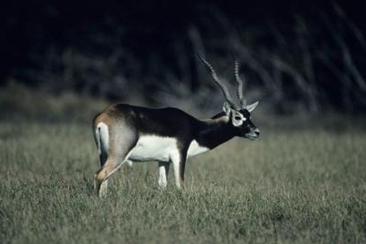 Tom Brakefield/Stockbyte/Getty Images The blackbuck antelope is one of the most popular exotic game animals in Texas.