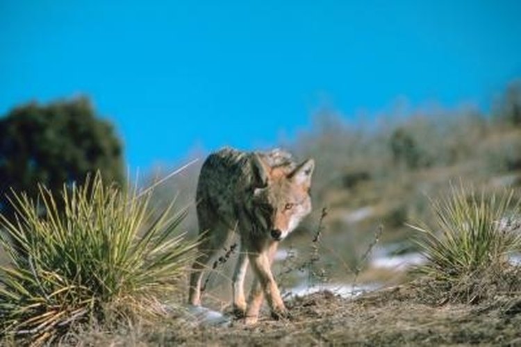 Jupiterimages/Photos.com/Getty Images Coyotes follow fence lines using holes in the wire to pass through.