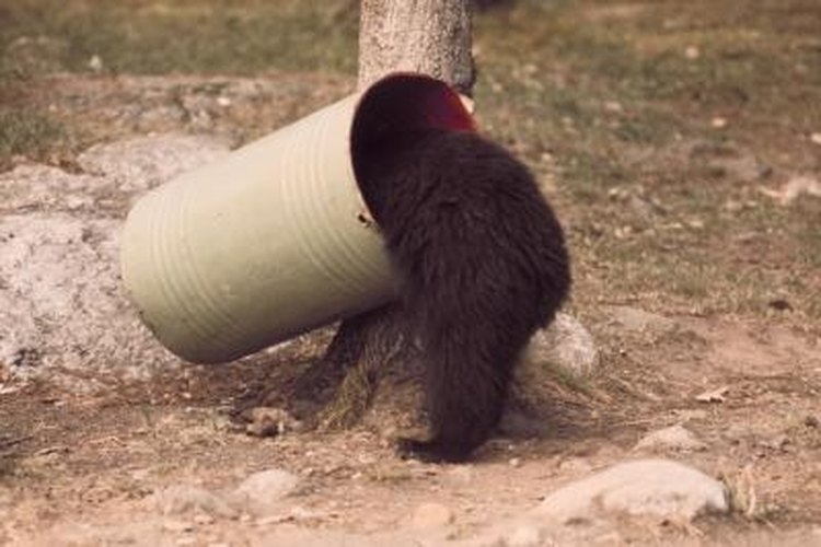 Jupiterimages/Photos.com/Getty Images An open garbage can is an open invitation for a bear to approach your home or campsite.