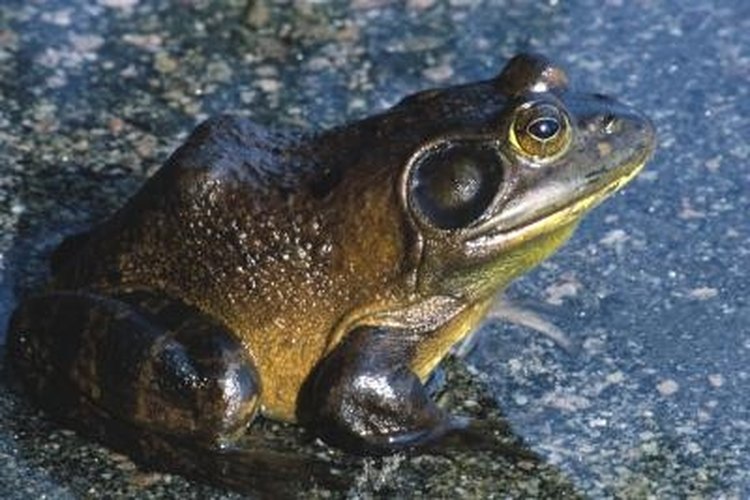 Hemera Technologies/Photos.com/Getty Images Bullfrogs like shallow water.