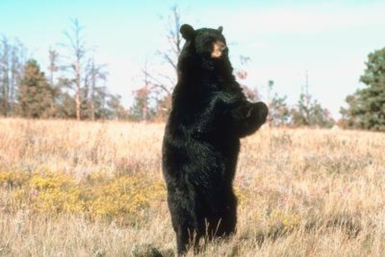 Jupiterimages/Photos.com/Getty Images Baiting is most effective for black bears.