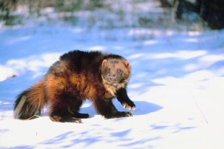 Jupiterimages/Photos.com/Getty Images Wolverine tracks in the snow can be simple to spot.