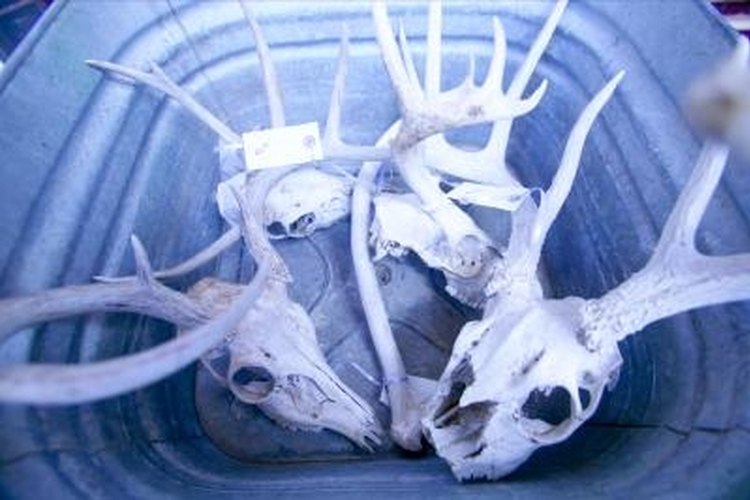 Jupiterimages/Photos.com/Getty Images Preserve your deer skull yourself with ease.