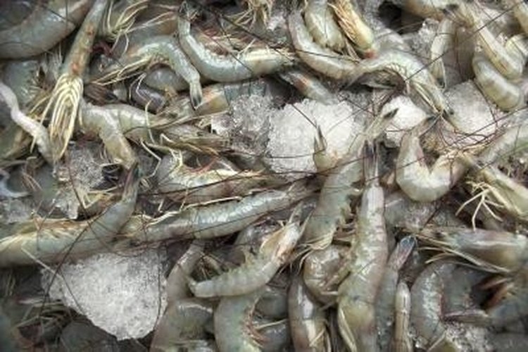 Thinkstock/Comstock/Getty Images Trapping shrimp requires bait and patience.