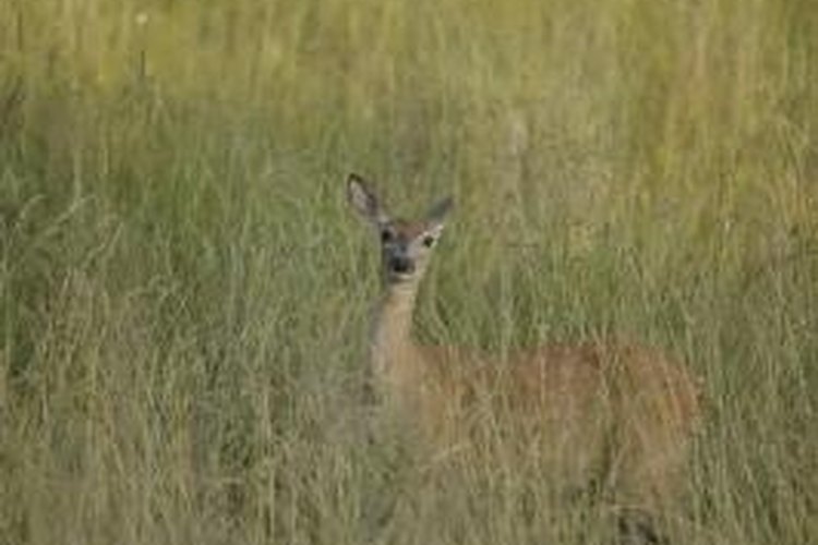 Comstock/Comstock/Getty Images Hunters use ghost ring sights when hunting animals like deer.