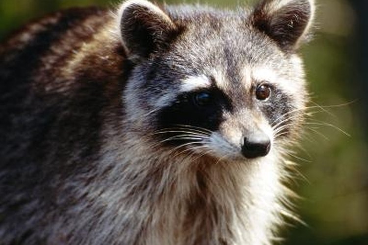 Jupiterimages/Photos.com/Getty Images Fleshing a raccoon pelt is easier on a PVC beam.