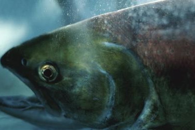 Hemera Technologies/Photos.com/Getty Images Flashers are effective for catching deepwater salmon