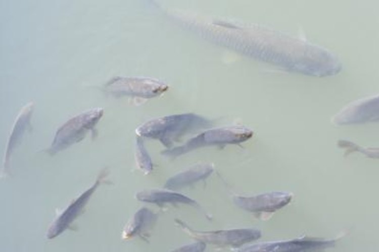 Hemera Technologies/AbleStock.com/Getty Images Potatoes are particularly good bait for carp fishing.